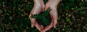 Hands holding plant, eco friendly 